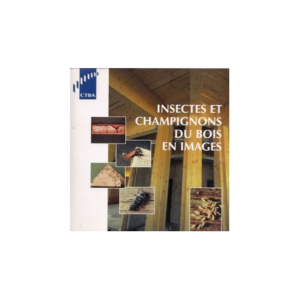 Photos d'insectes xylophages